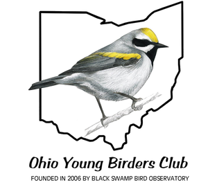 Ohio Young Birders Logo; a Male Golden-winged Warbler perched on a branch within the outline of the state of Ohio. Founded in 2006 by Black Swamp Bird Observatory